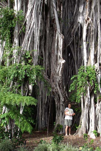 banyan