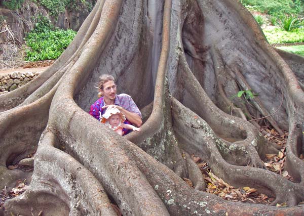 6m-treeroot.jpg