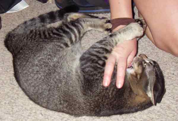 Kalihi biting