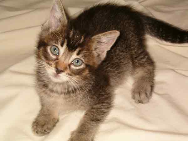 Kalihi the kitten