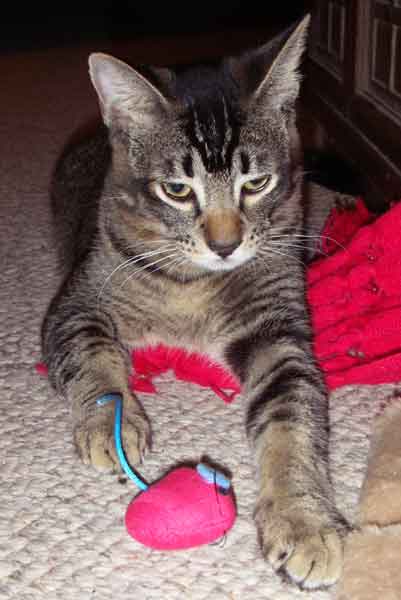 Kalihi the cat