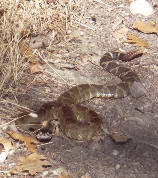 rattle snake