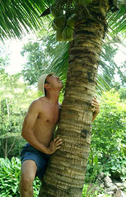 Thelan trying to pick coconut