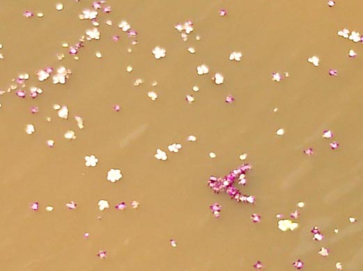 floating_flowers.jpg